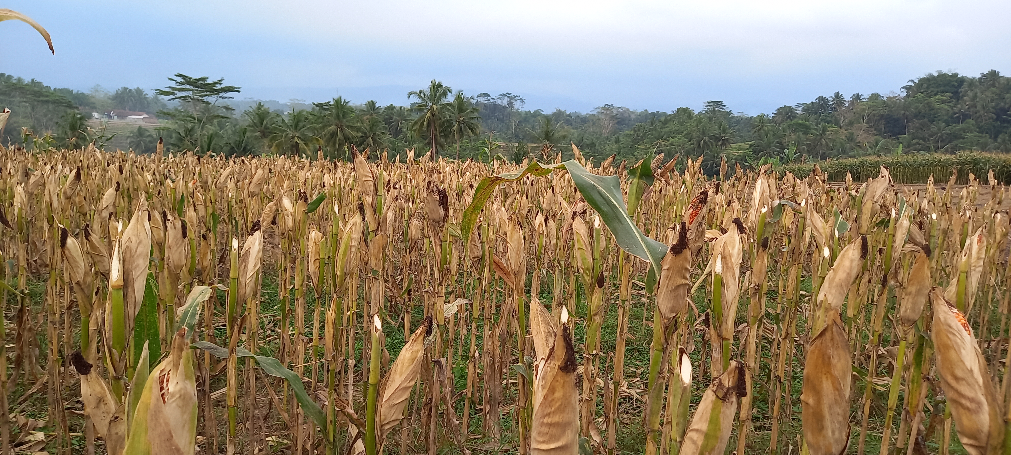 Image representing the article content